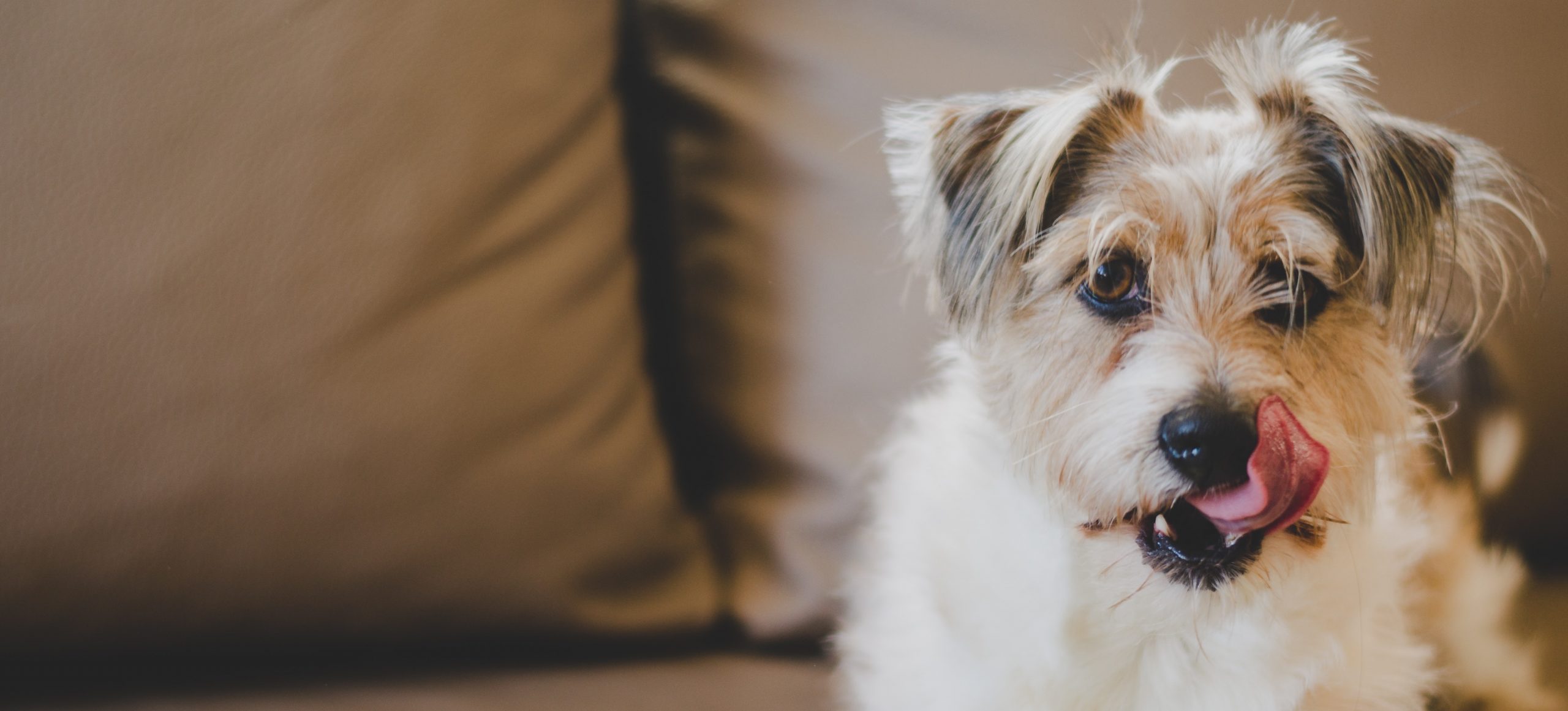 A rescue dog at RSPCA Cornwall