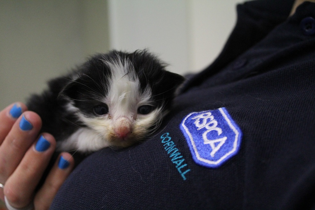 Veterinary care at RSPCA Cornwall