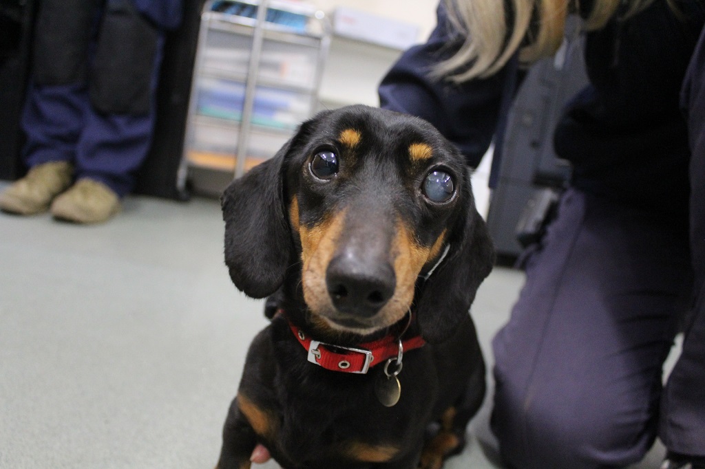 An experienced RSPCA Cornwall trainer with a rescue dog.