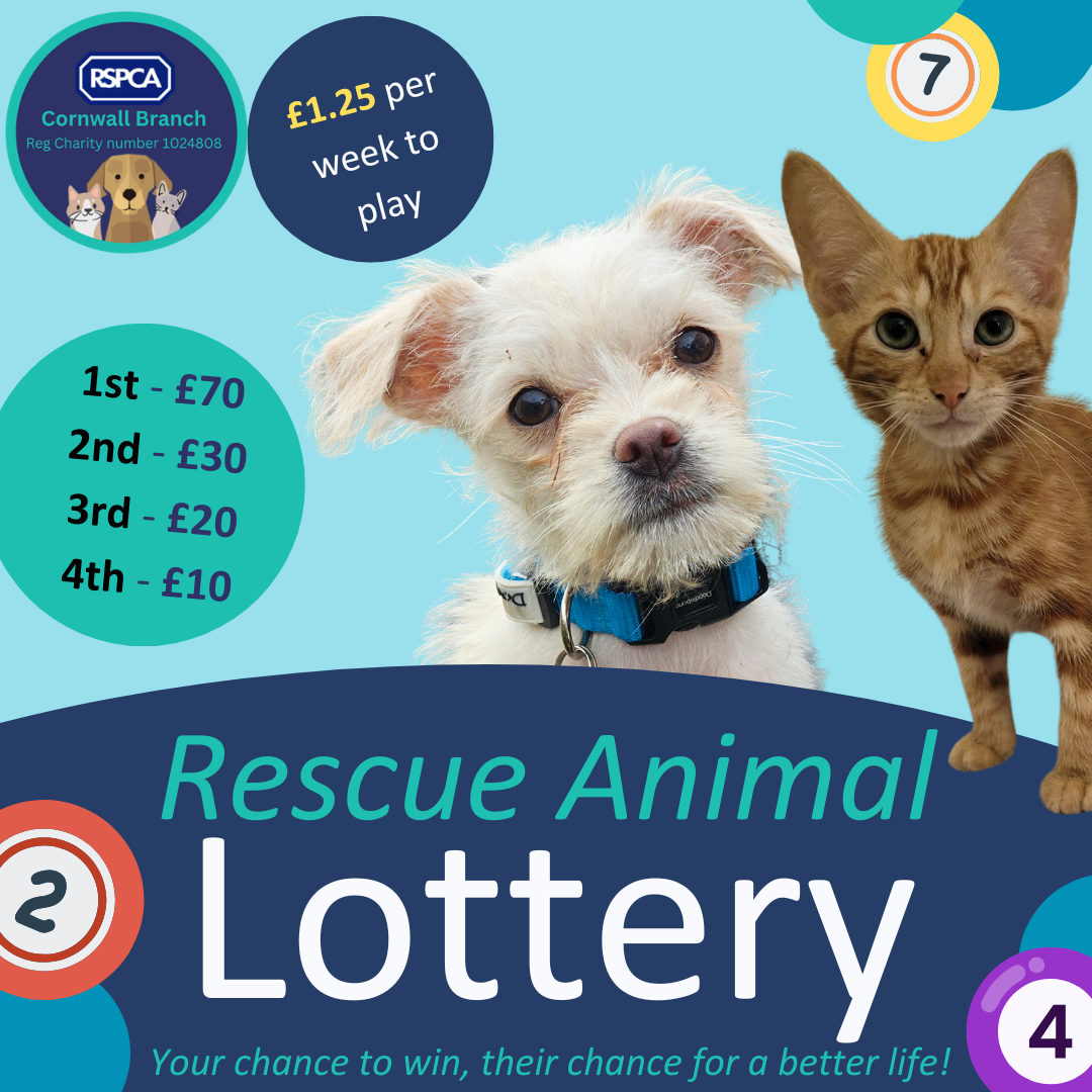 RSPCA Cornwall Lottery (Instagram Post (Square)) (2)