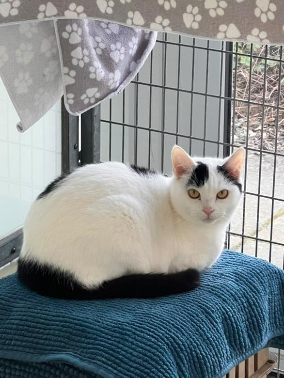 Tony the cat at RSPCA Cornwall