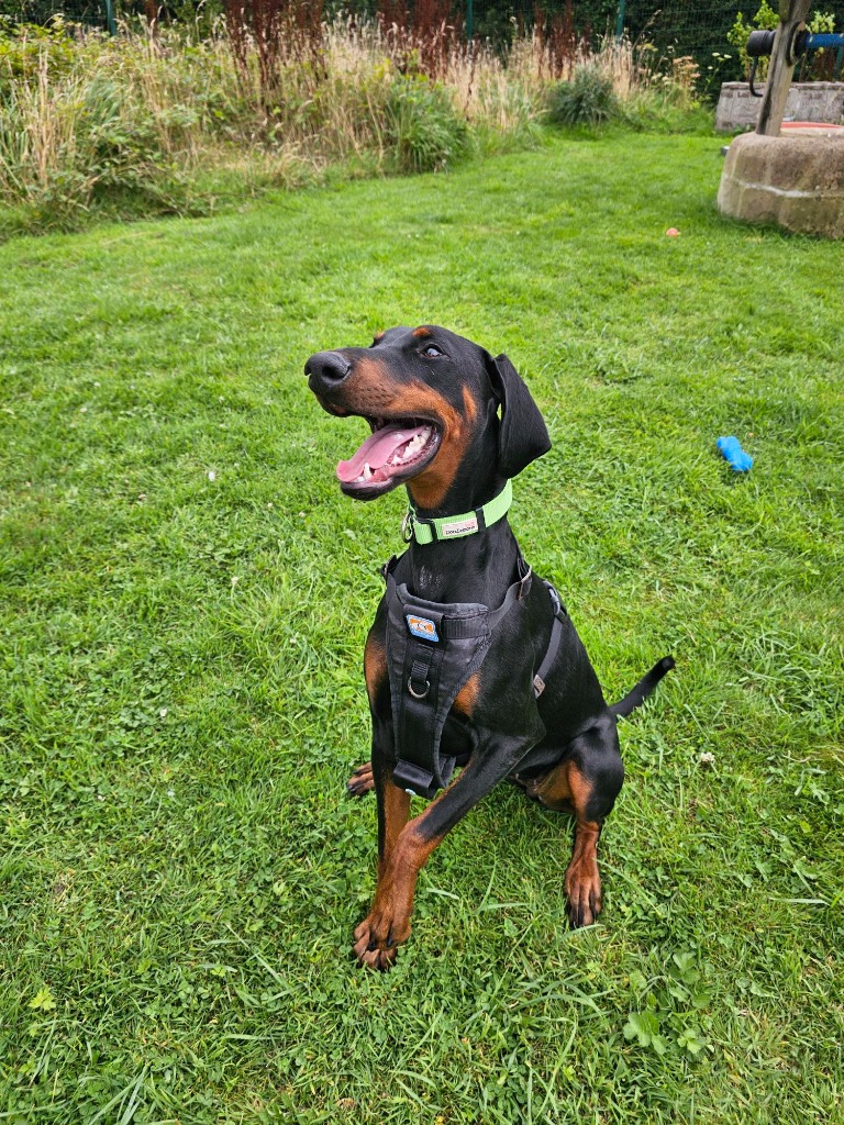An experienced RSPCA Cornwall trainer with a rescue dog.