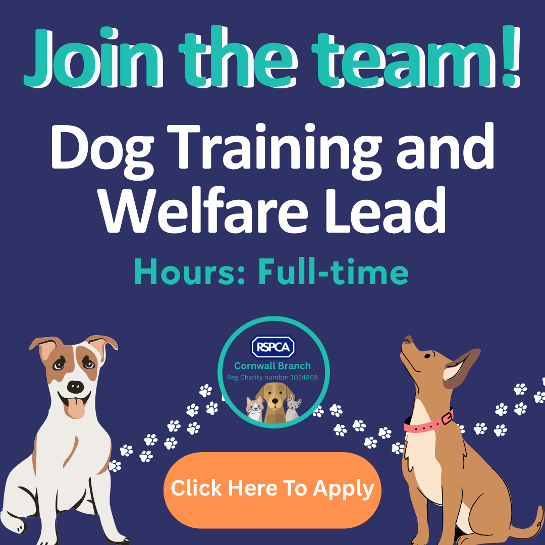 dog training lead