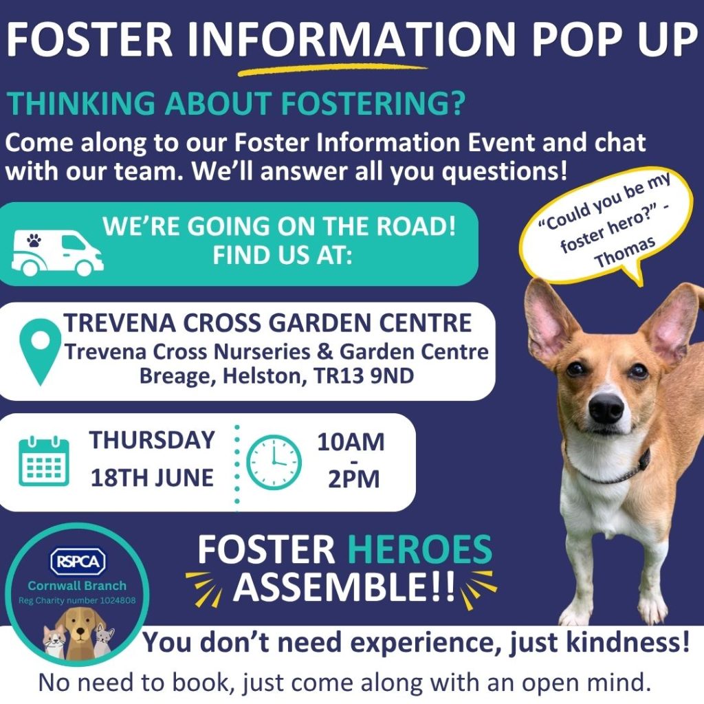 Foster Heroes Assemble – Join Our Foster Information Pop Up Day