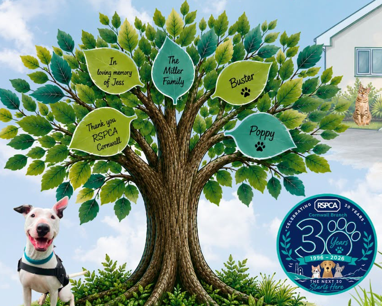 The Tree That Cornwall Grew, our donor tree