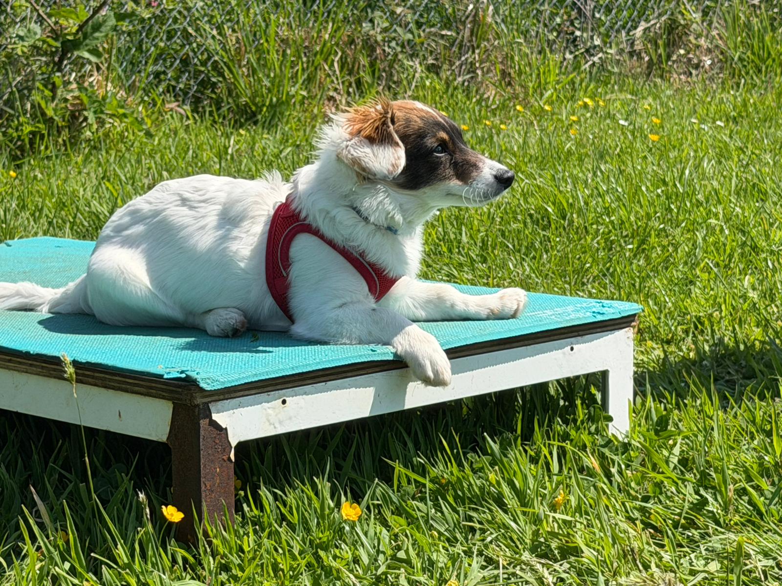 Dogs and owners learning together in a positive training session