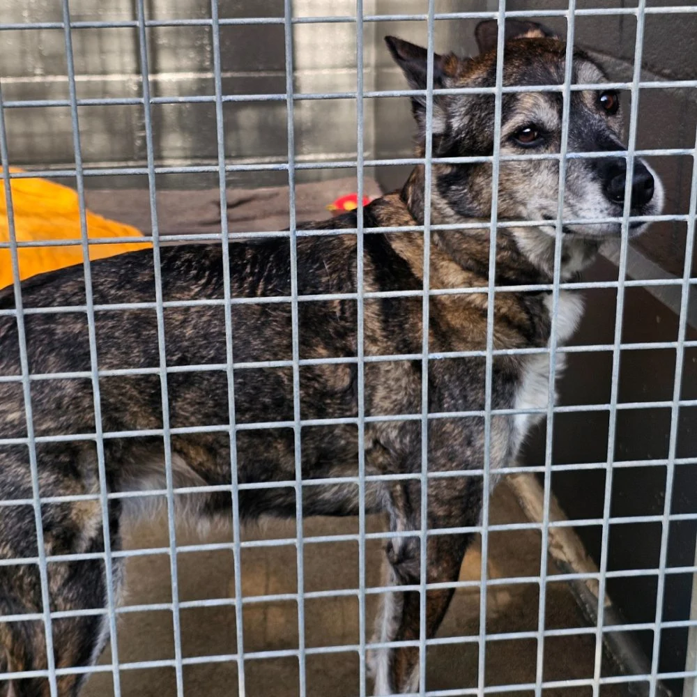 Lulu waiting at RSPCA Cornwall
