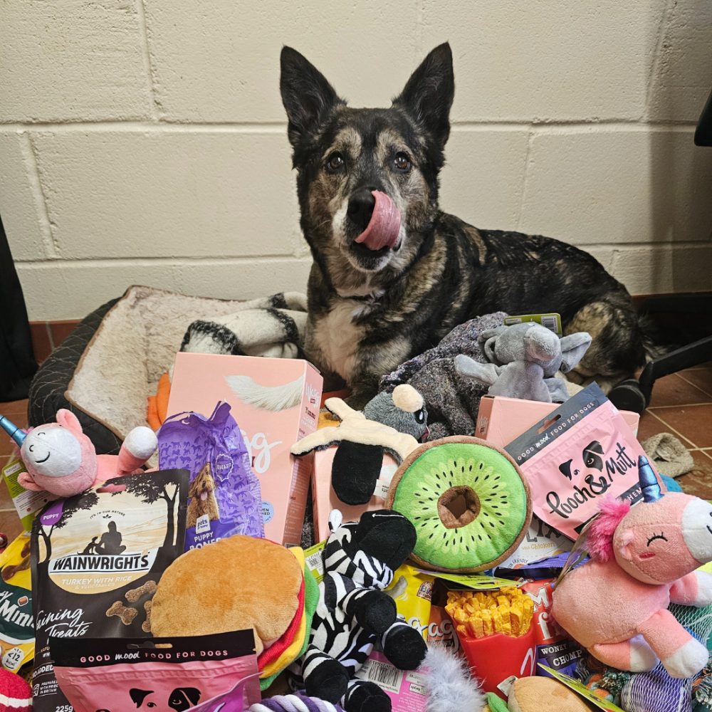 Lulu enjoying her new toys