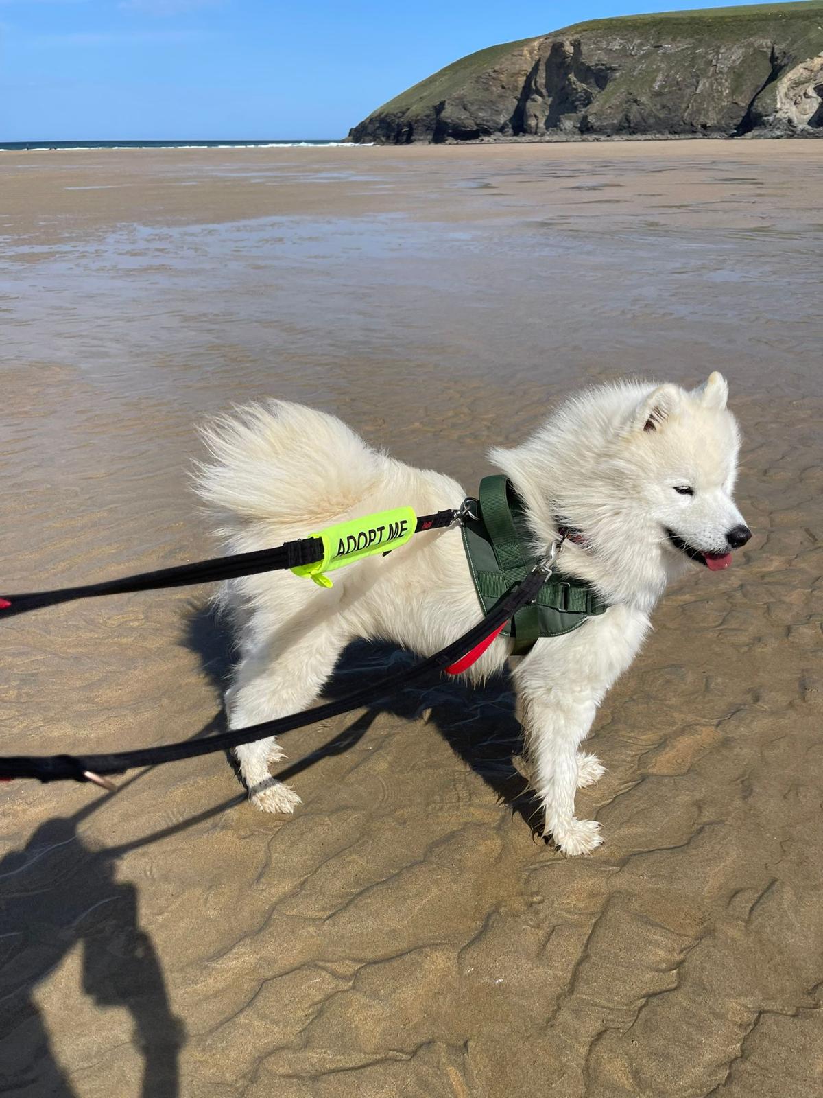 A dog ready for a Doggy Day Out with its backpack