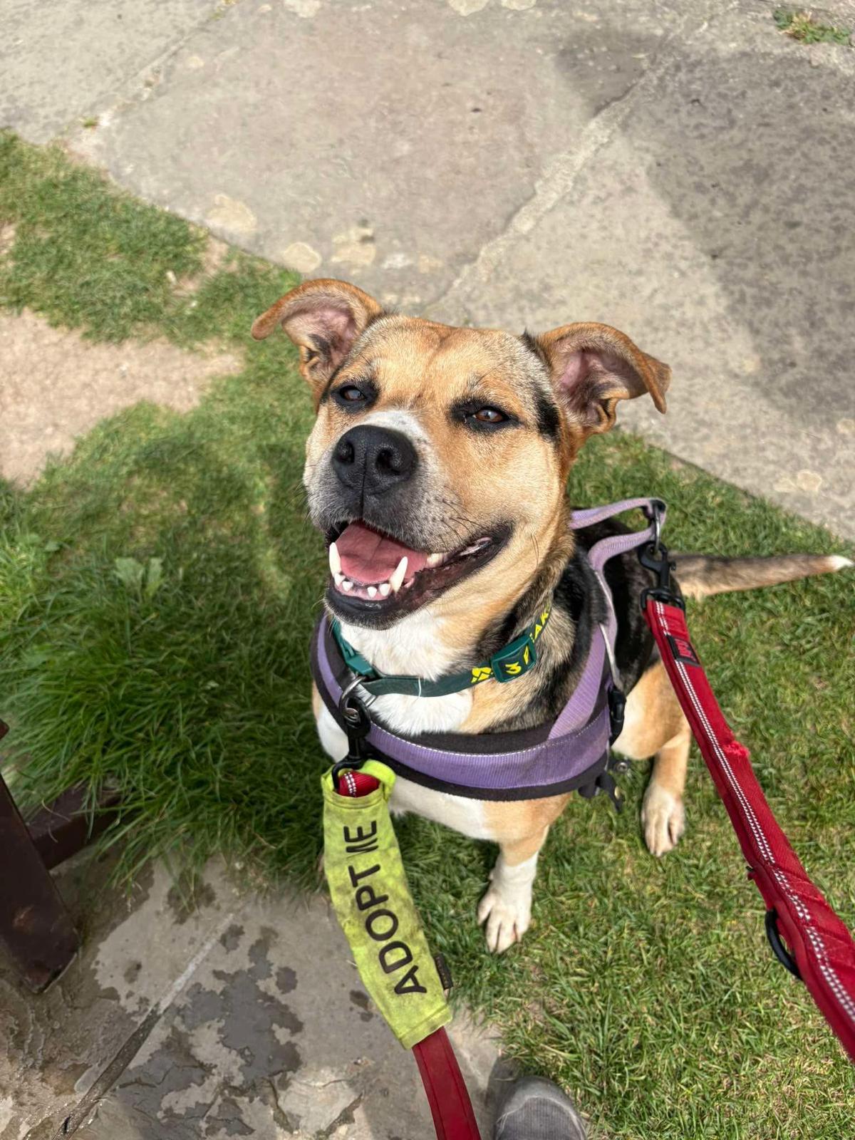 A dog out and about on a Doggy Day Out