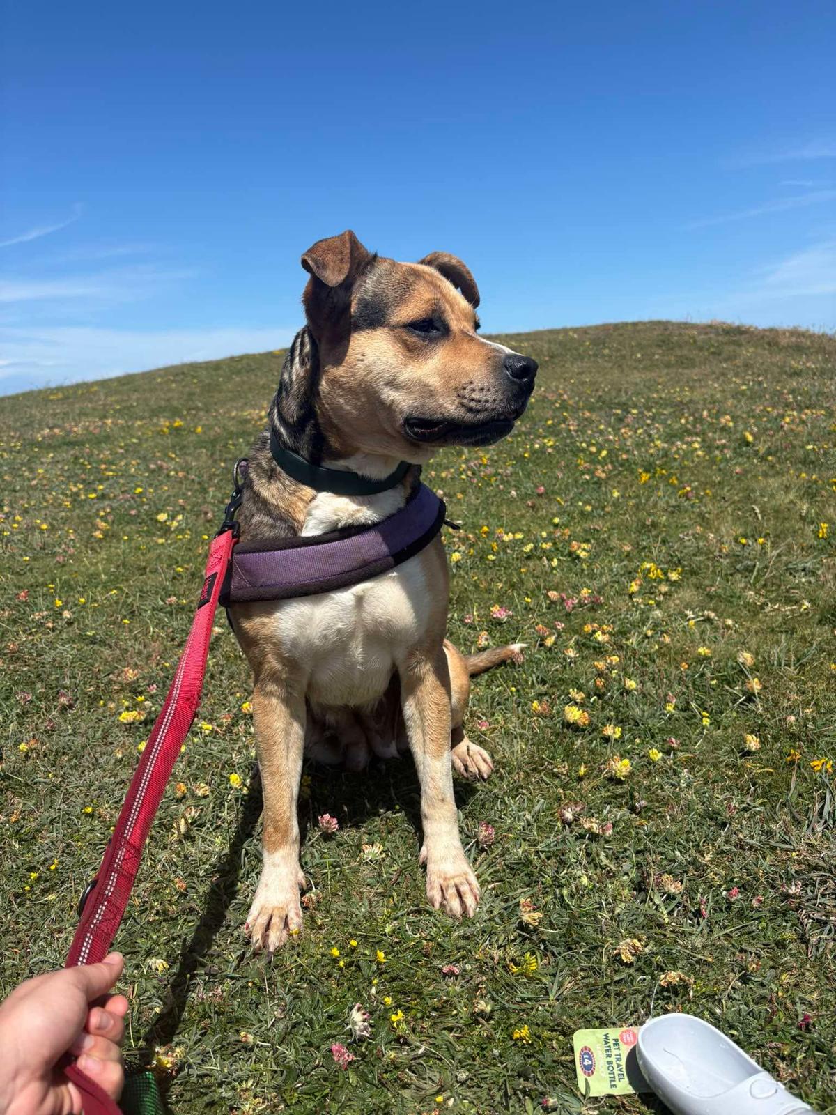 A dog enjoying time outdoors on a Doggy Day Out