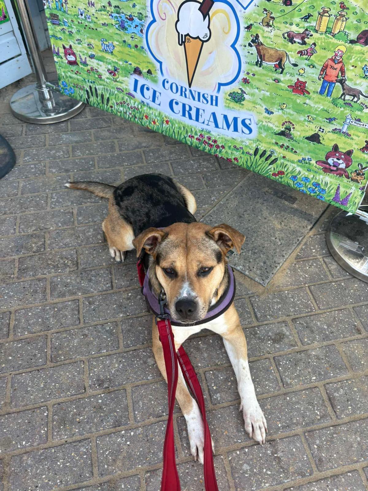 A rescue dog enjoying a coastal walk during a Doggy Day Out