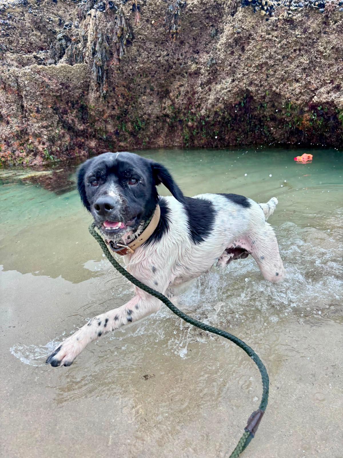 Dog enjoying a Doggy Day Out