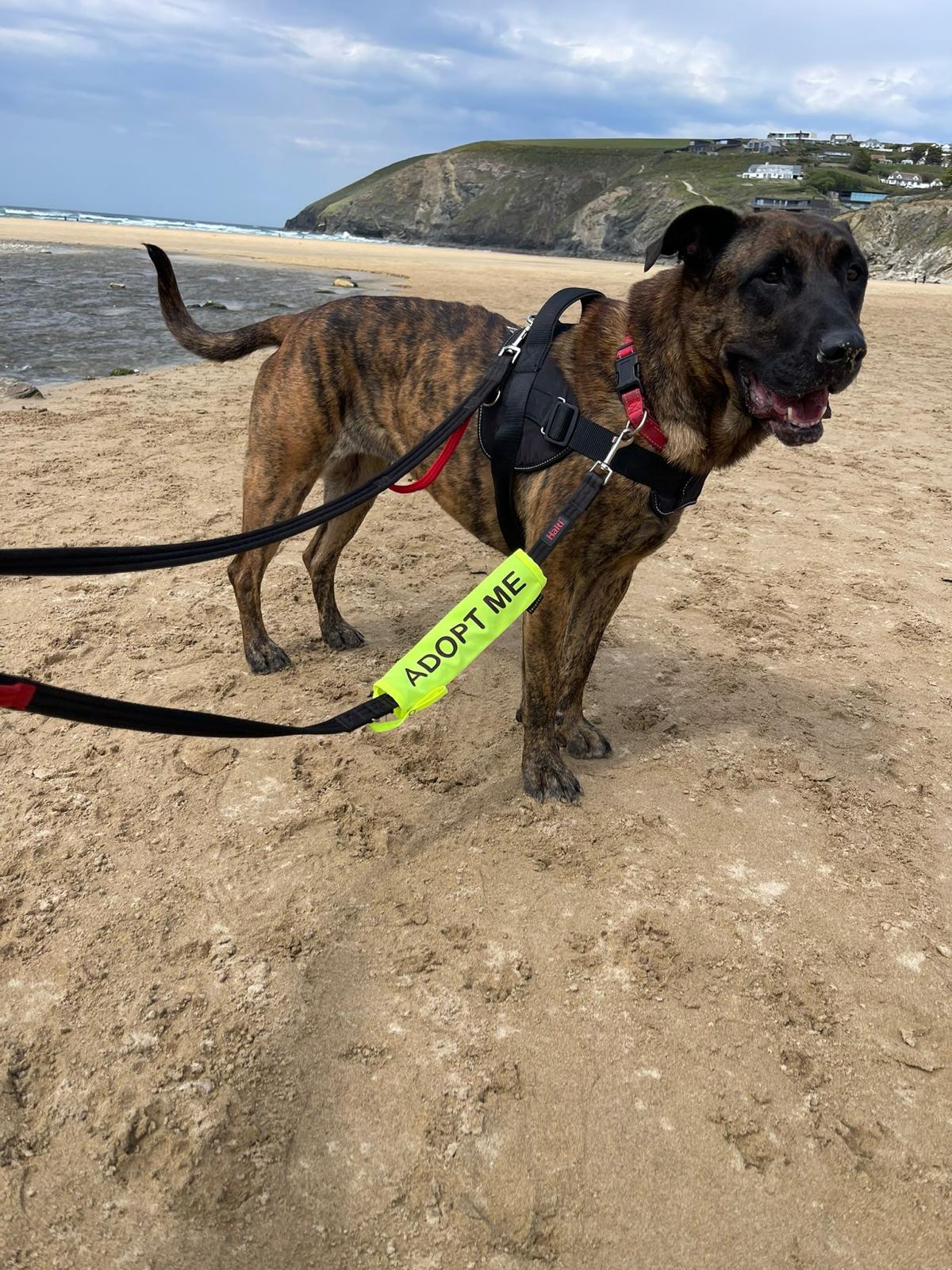 A dog relaxing during a Doggy Day Out